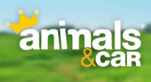 ANIMALS&CAR